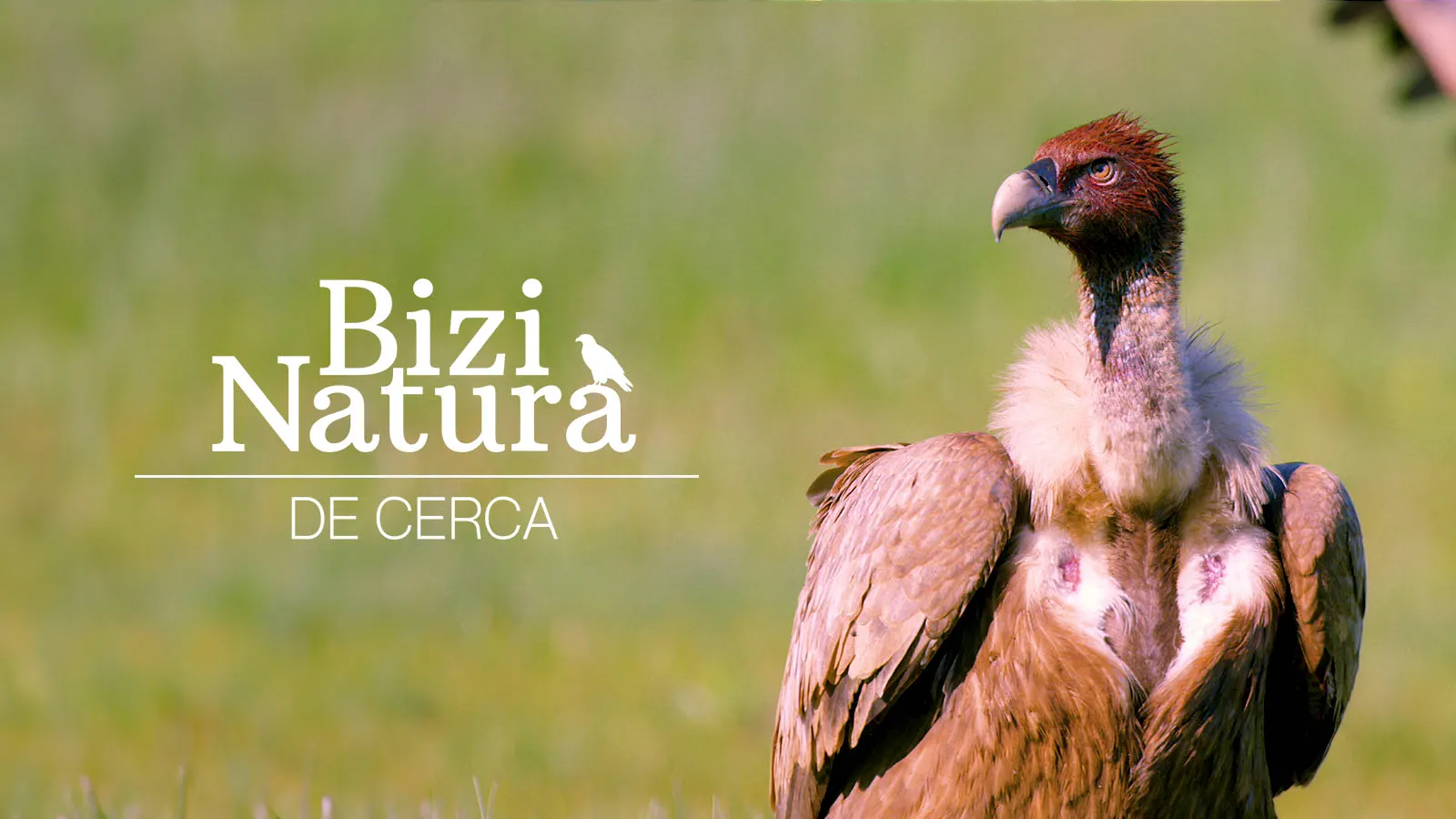 De cerca