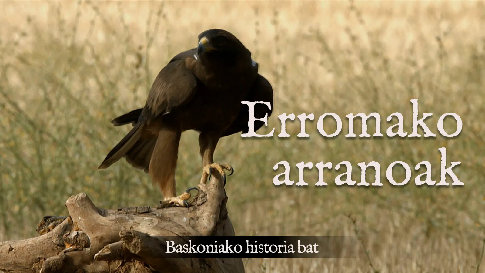 Erromako arranoak