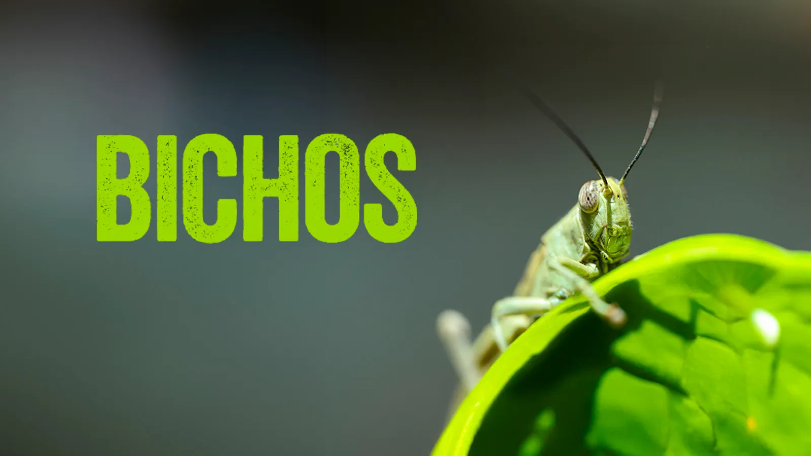 Bichos