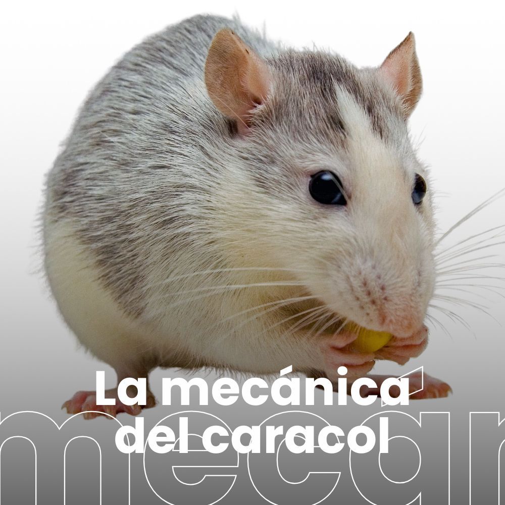 Animales, virus y pandemias, con Pedro Rubio. El declive del mochuelo europeo en Bizkaia