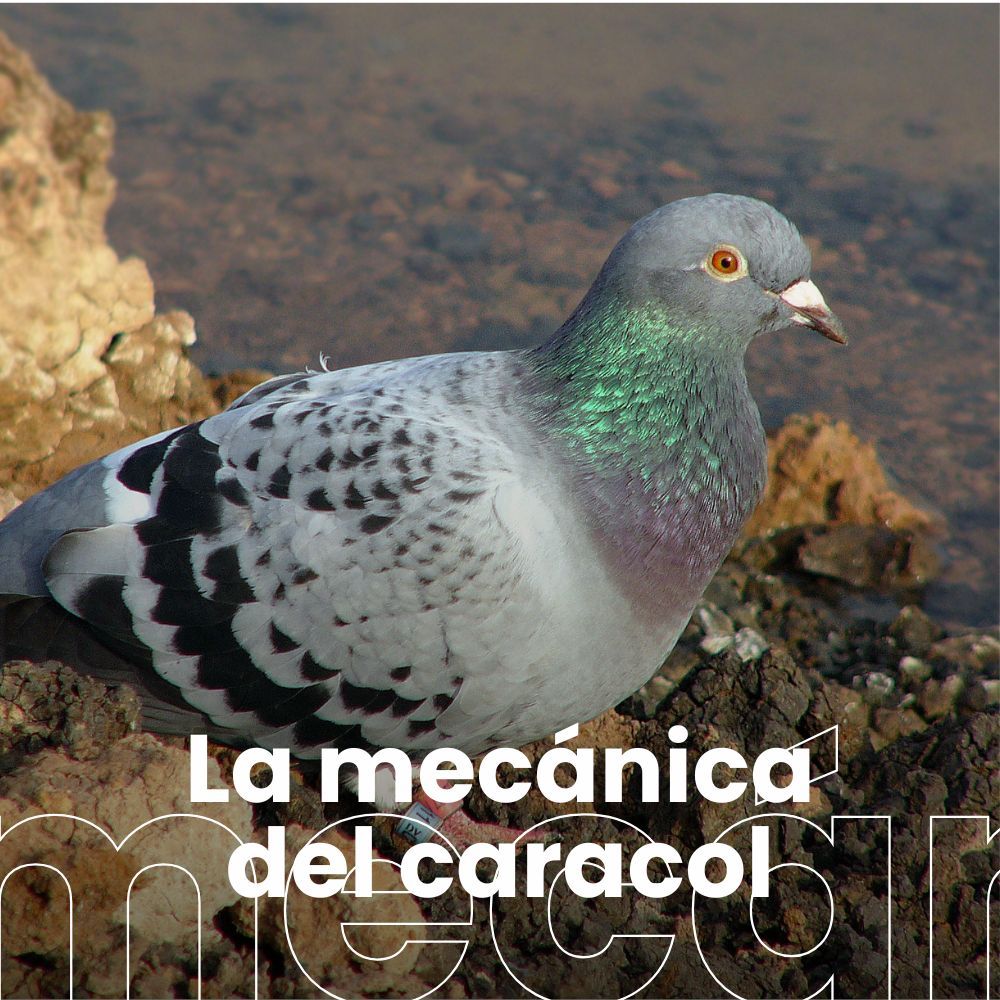 El GPS de las palomas mensajeras está en hígado. Historia de Paulino Uzcudun, el boxeador falangista