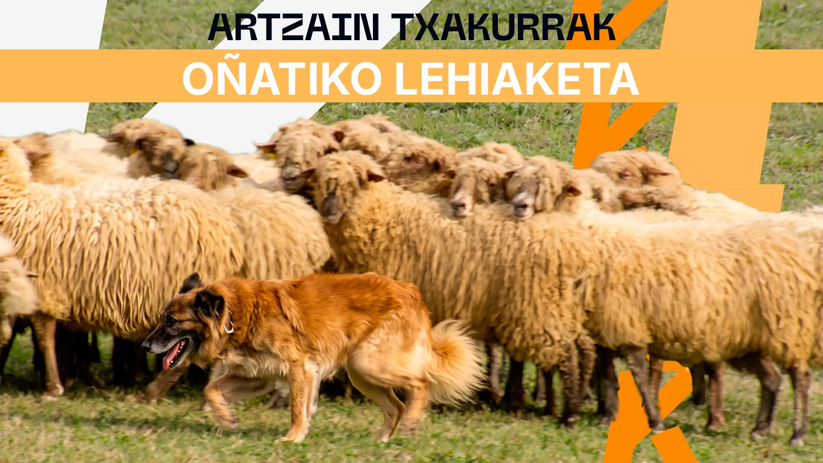 Oñatiko Nazioarteko Artzain-Txakur Lehiaketa