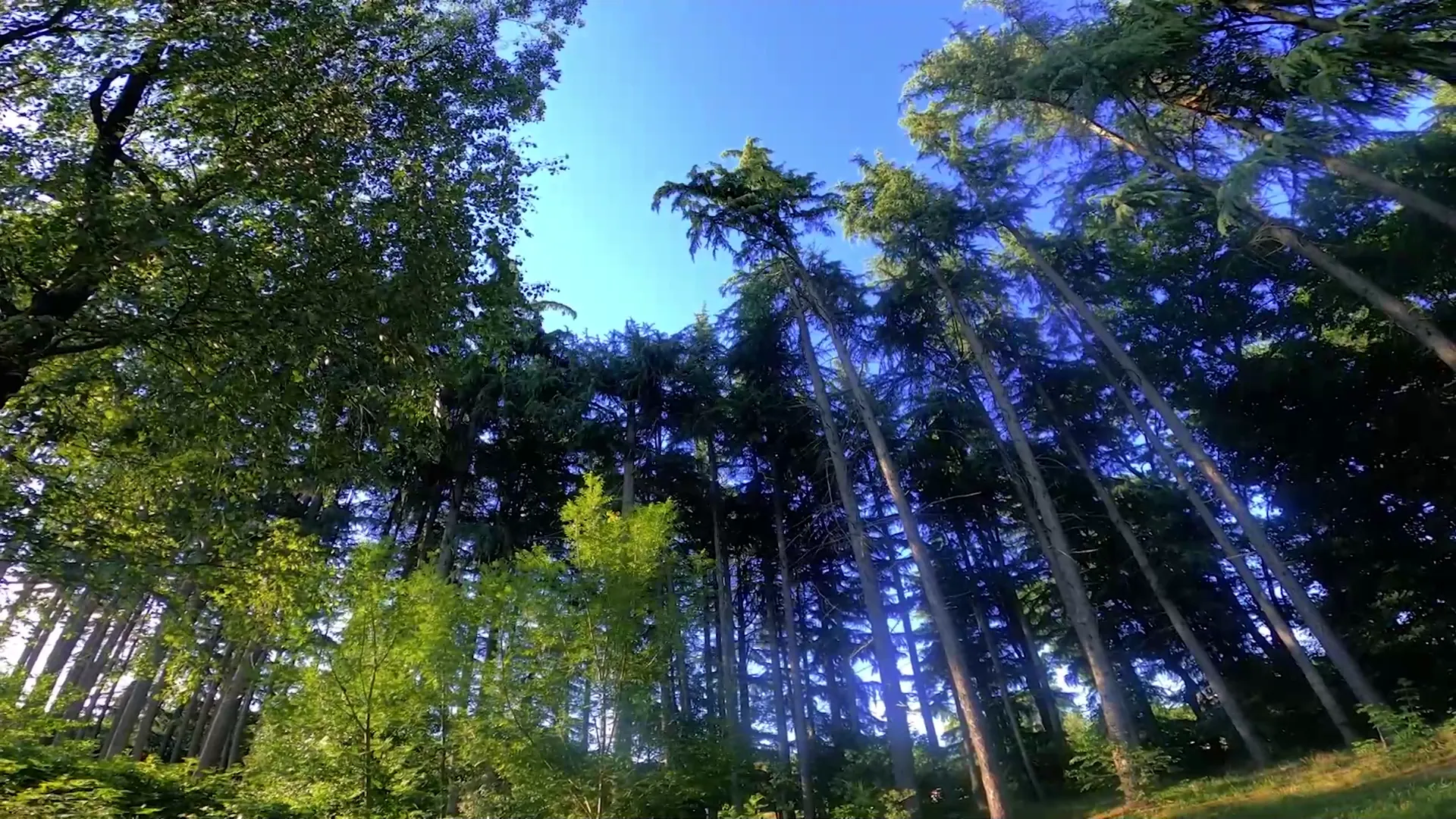 6. Basoak