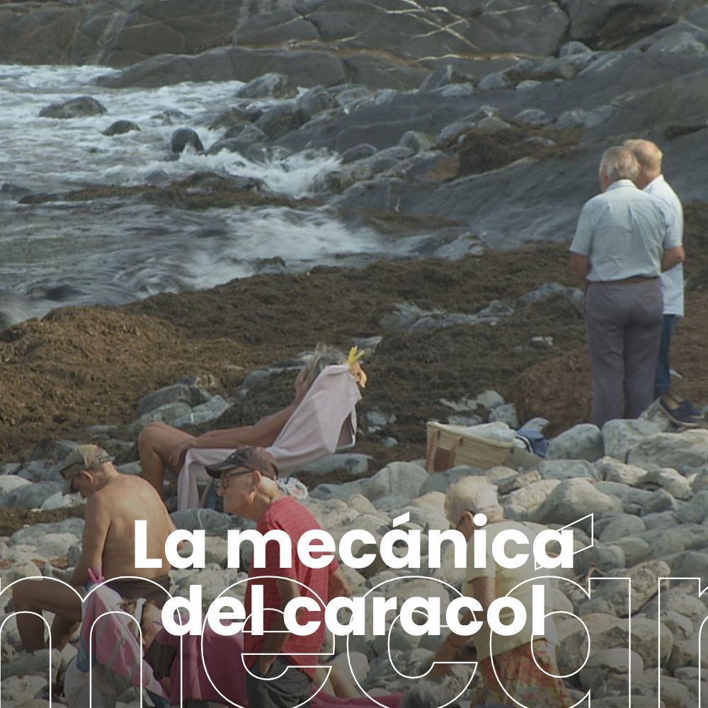 Algas asiáticas en el Cantábrico. Los dinosaurios de Igea vuelven a la luz