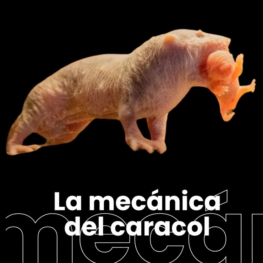 La asombrosa rata topo desnuda. Las matemáticas de la teselación. Las 7 de Edimburgo