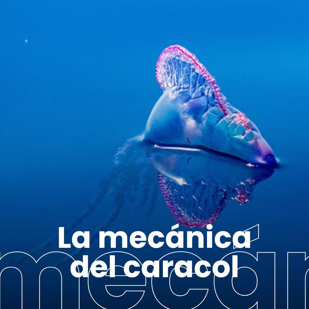 El océano, un gigante a límite. El águila y la sotana: la relación entre el franquismo y la Iglesia