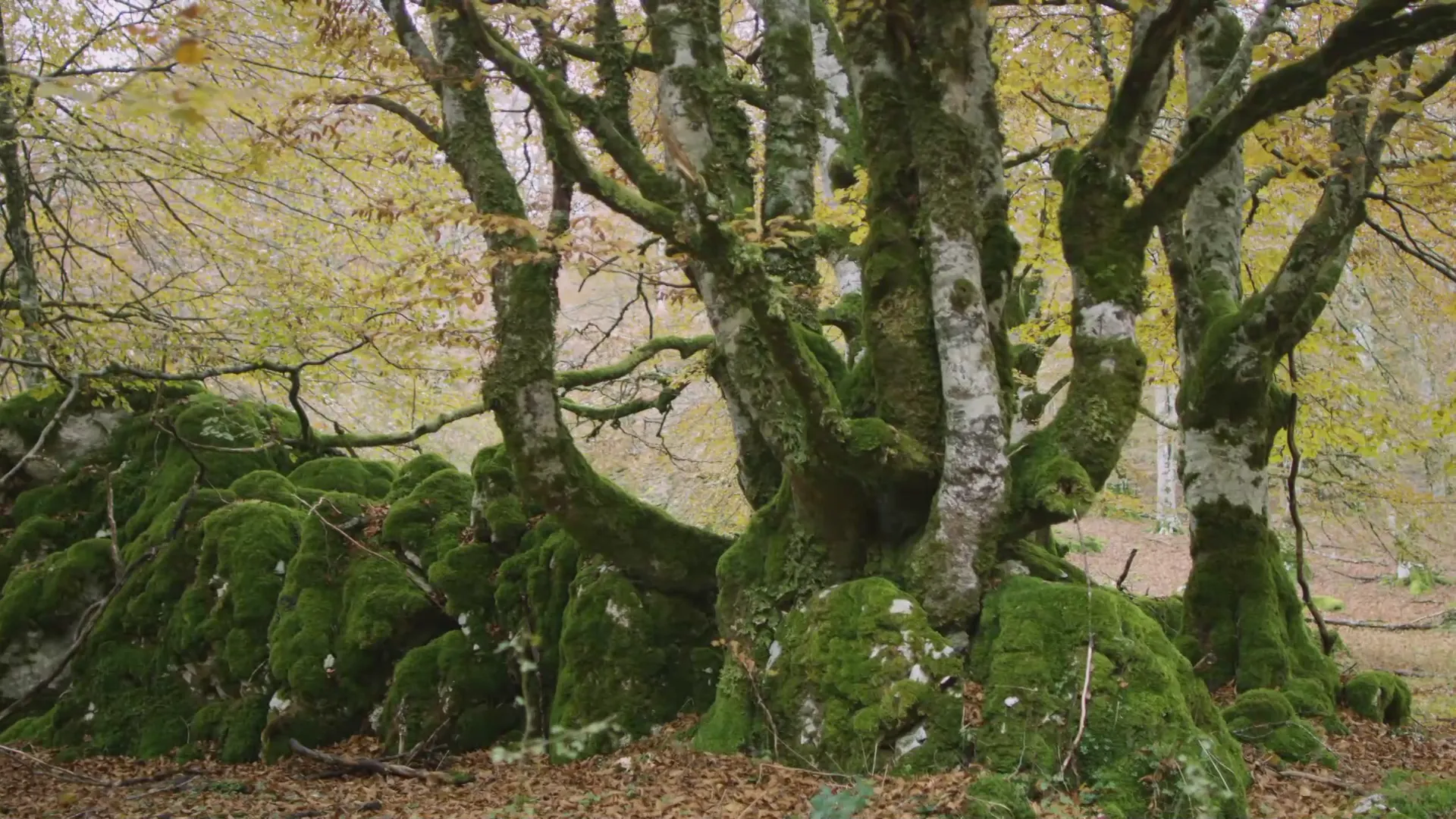 7. Bosques: El reino de los árboles