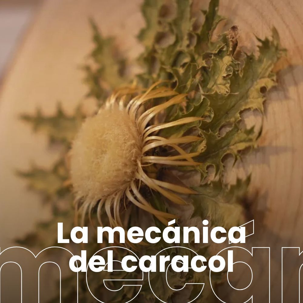 Las plantas en la historia de las creencias religiosas. Diario de laboratorio, con Deborah García Bello