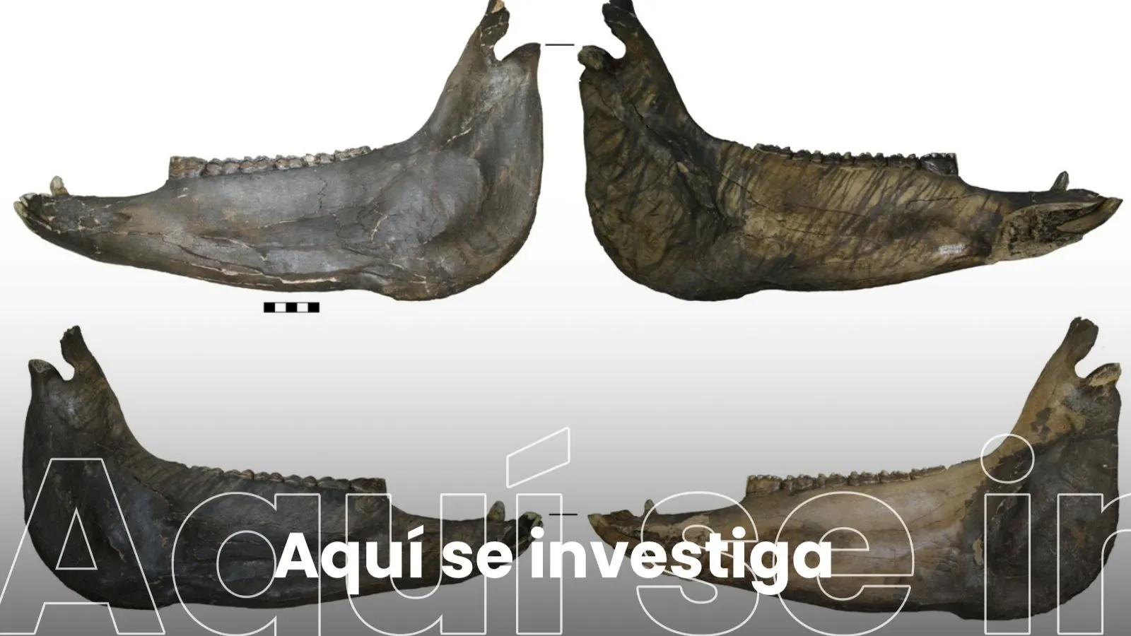 Estudio arqueológico del yacimiento de Schoningen (Alemania)