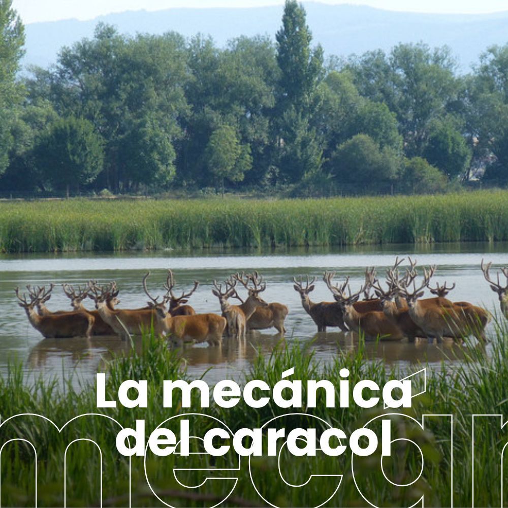 Soluciones para ciudades sostenibles: de los bosques urbanos a la ciudad de los 15 minutos