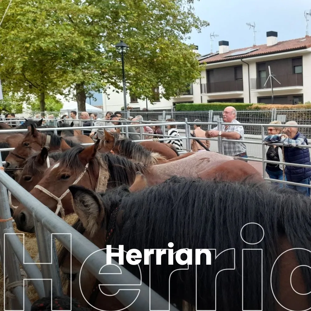 Ganado y público con ganas de fiesta en Agurain en la feria decana de Álava