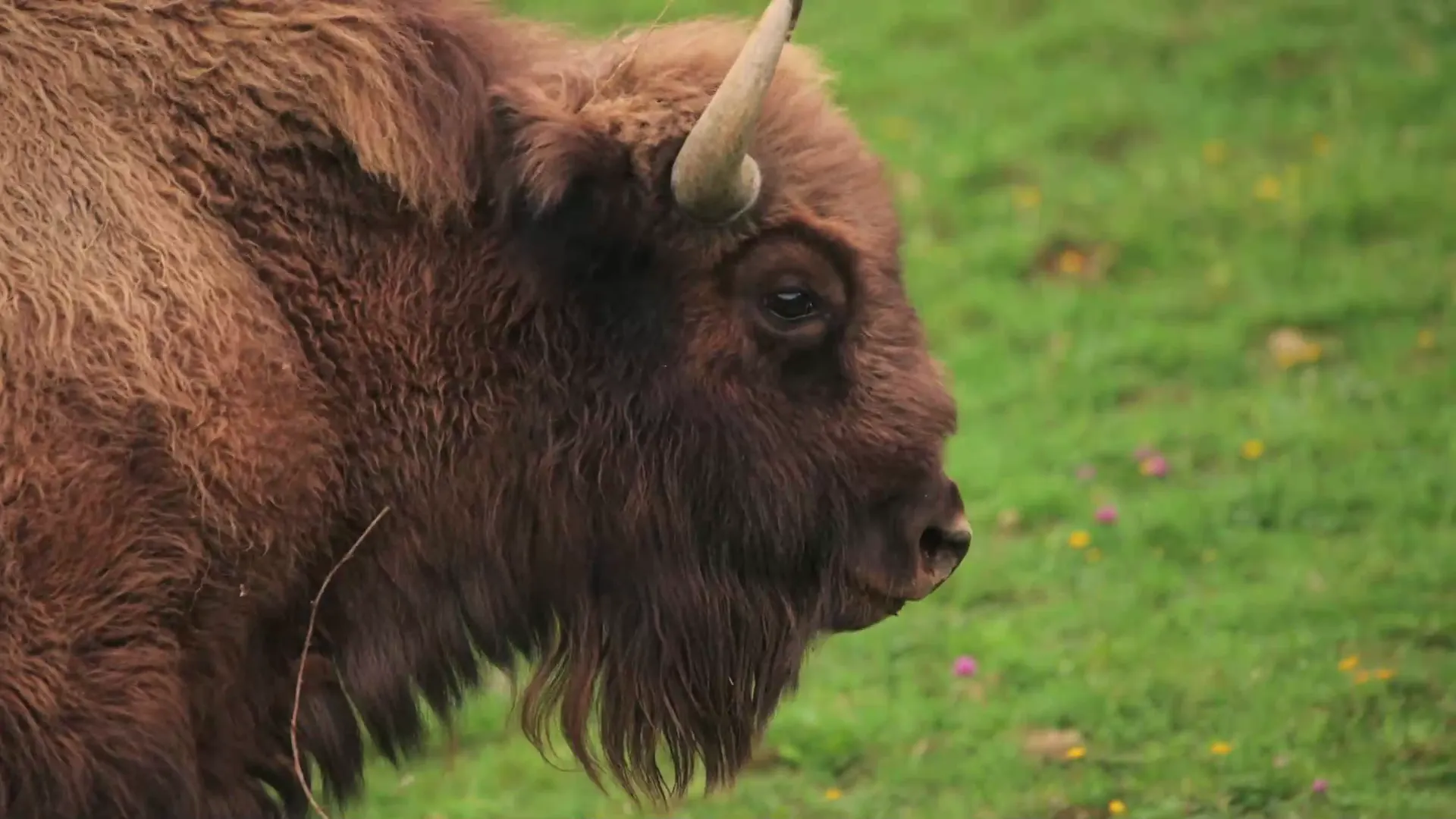 Bisontes de Santimamiñe