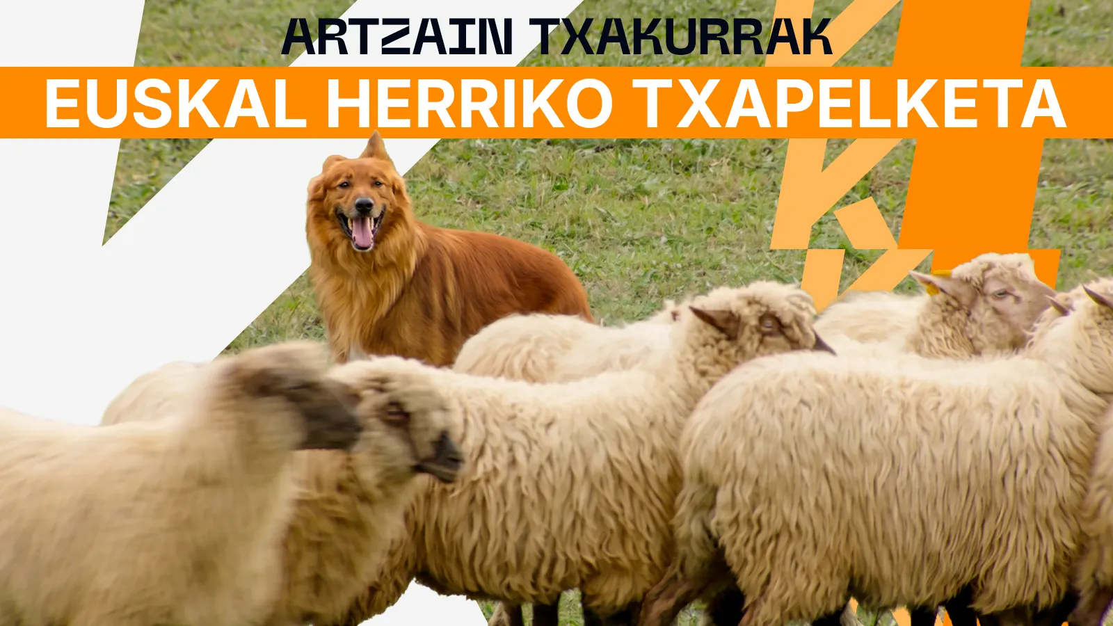 EH Artzain Txakur Txapelketa