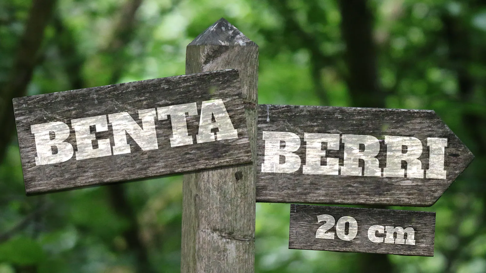 Benta berri