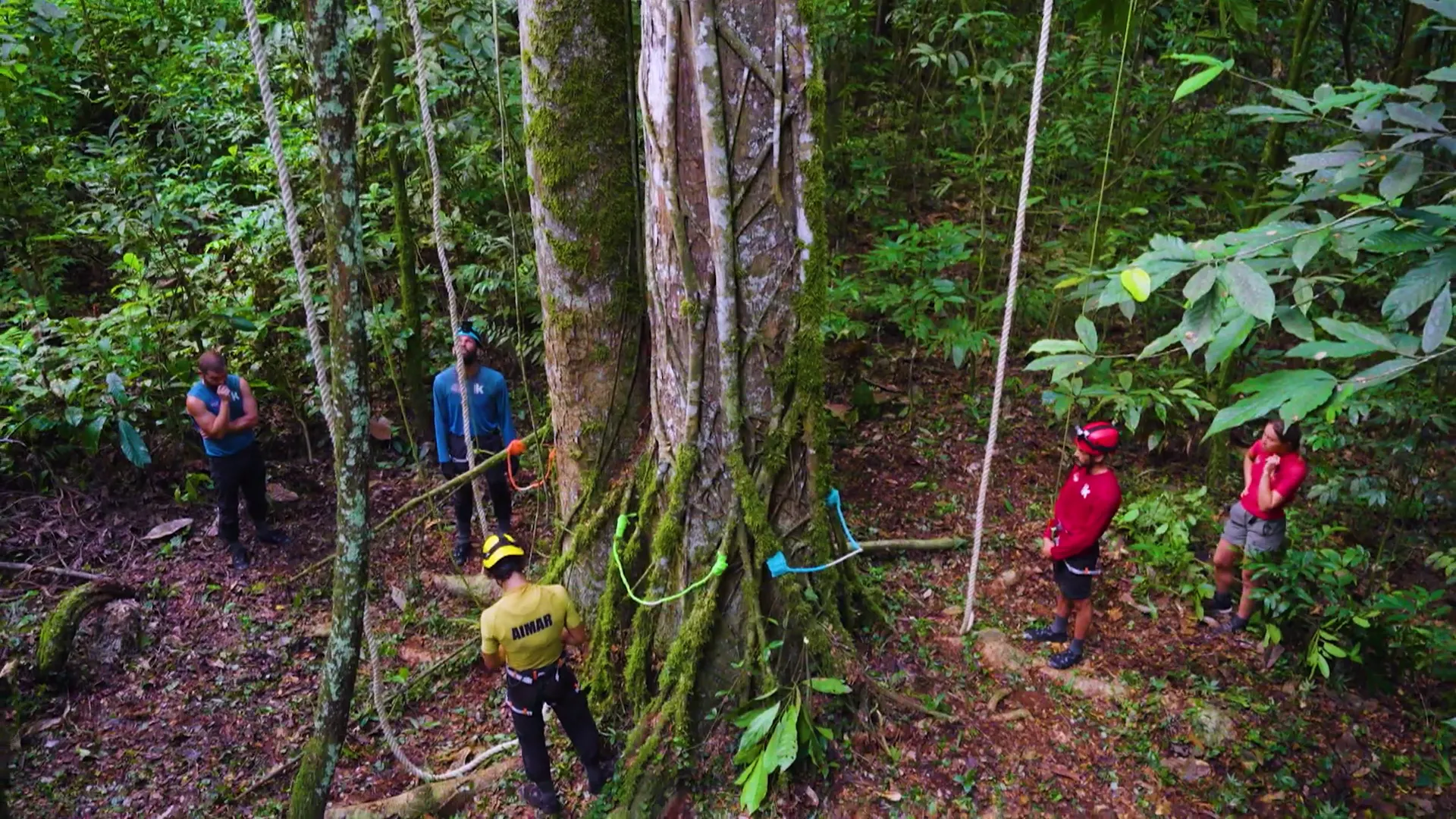 20. El Árbol Gigante