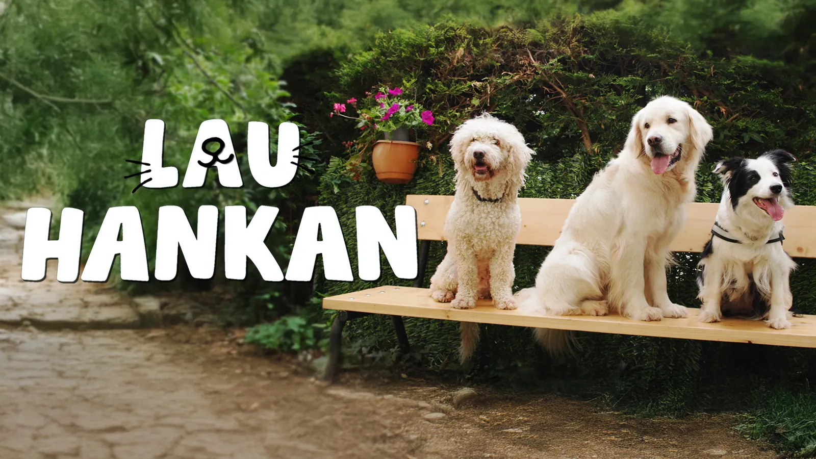 Lau hankan