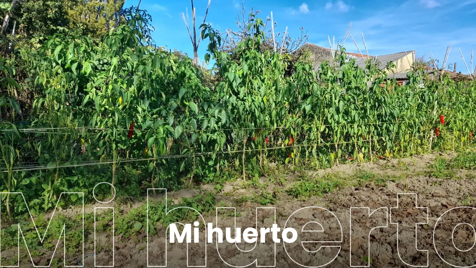 Desinfección ecológica del suelo tras la afección de la seca del pimiento