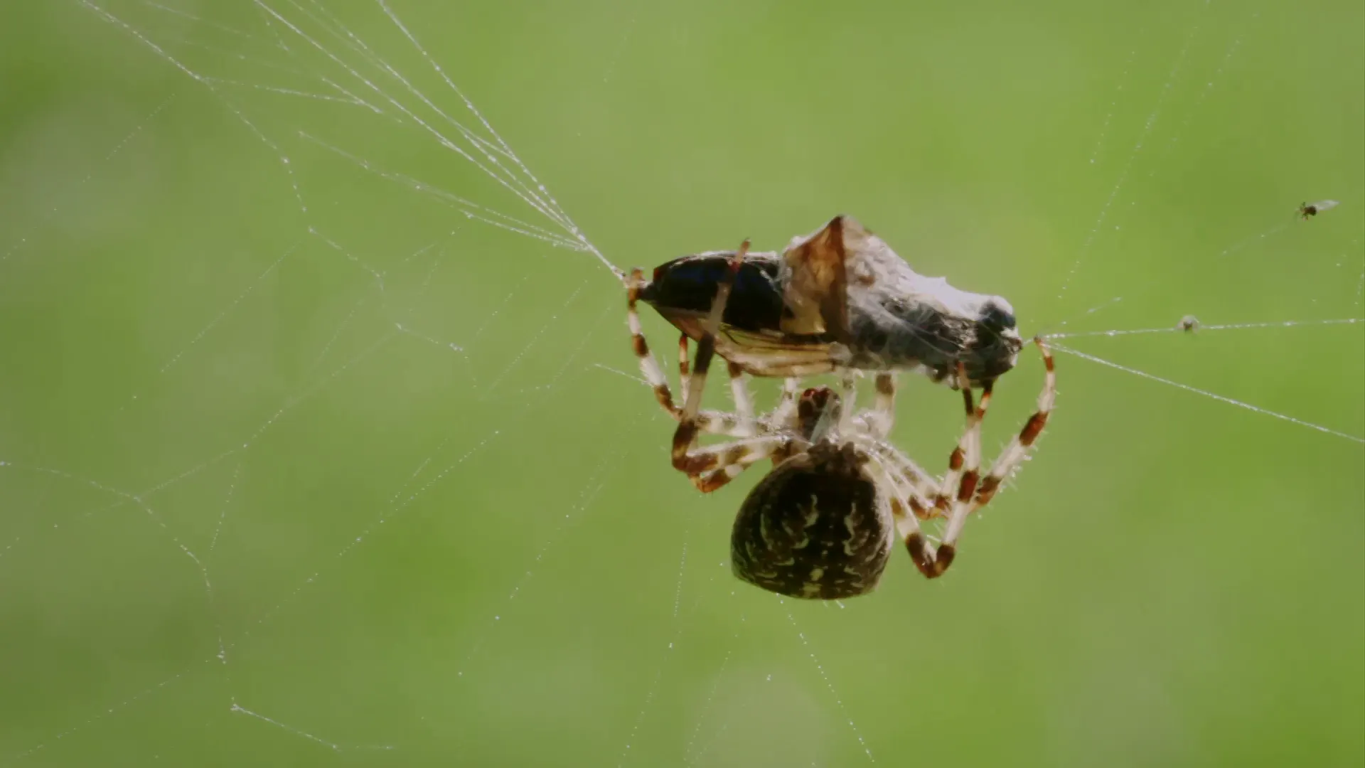 Insectos