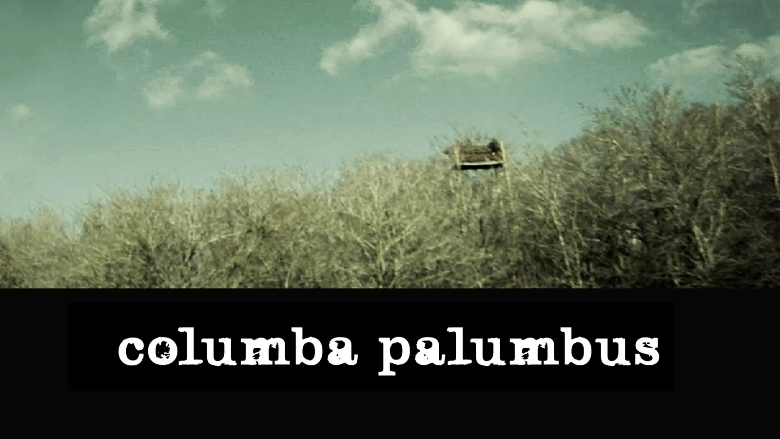 Columba Palumbus. Paloma salvaje
