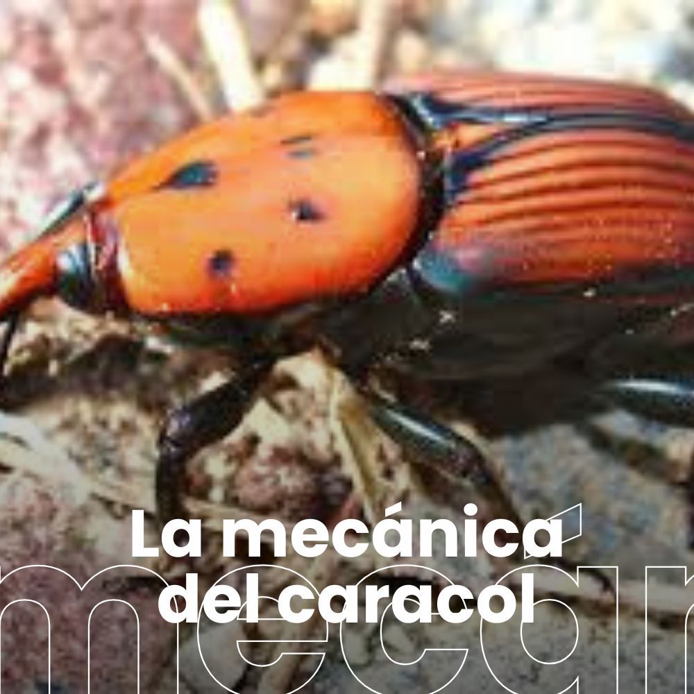 El picudo rojo amenaza a las palmeras. La Red de Escuelas Azules. Historia del espionaje