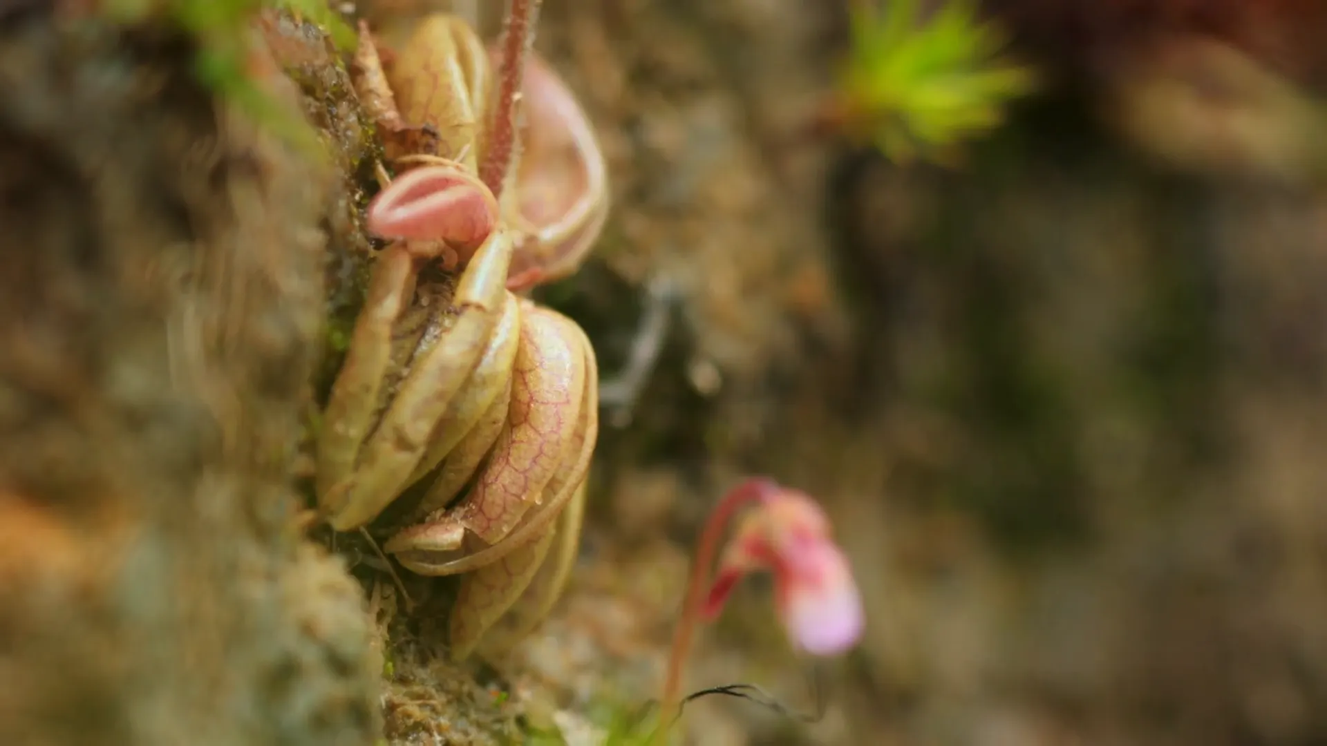 Nuestras Plantas Carnívoras