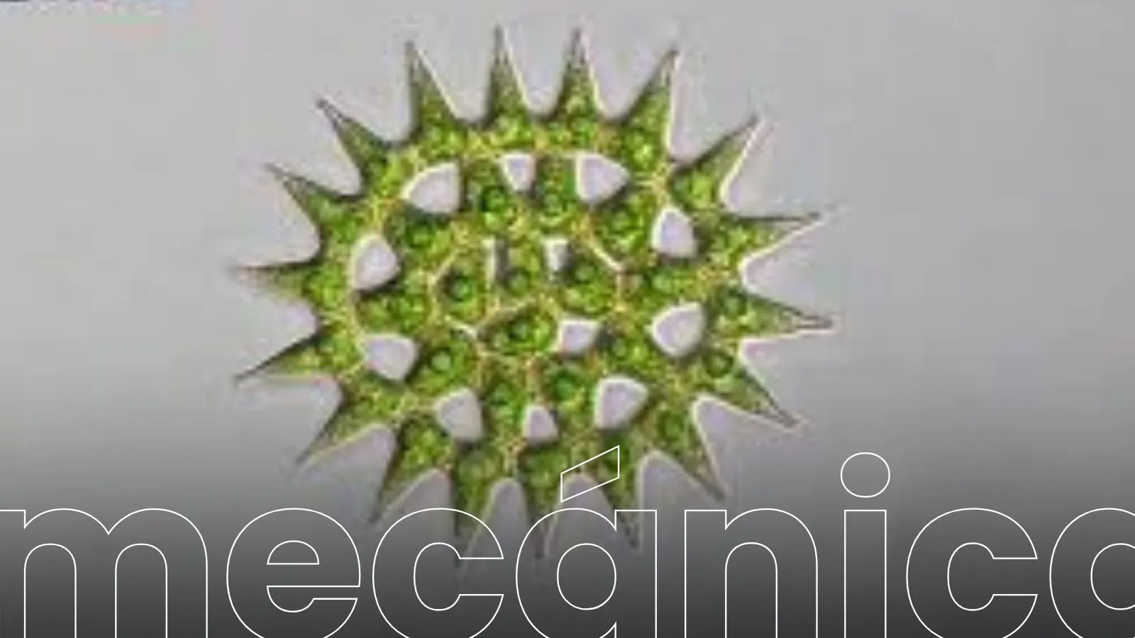 Investigación con microalgas: del estudio de las especies tóxicas en el litoral a los usos en biotecnología