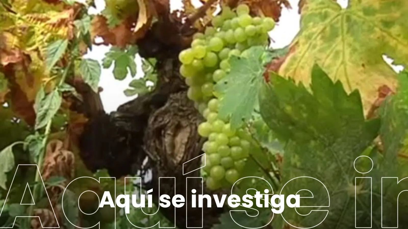 Viticultura Inteligente
