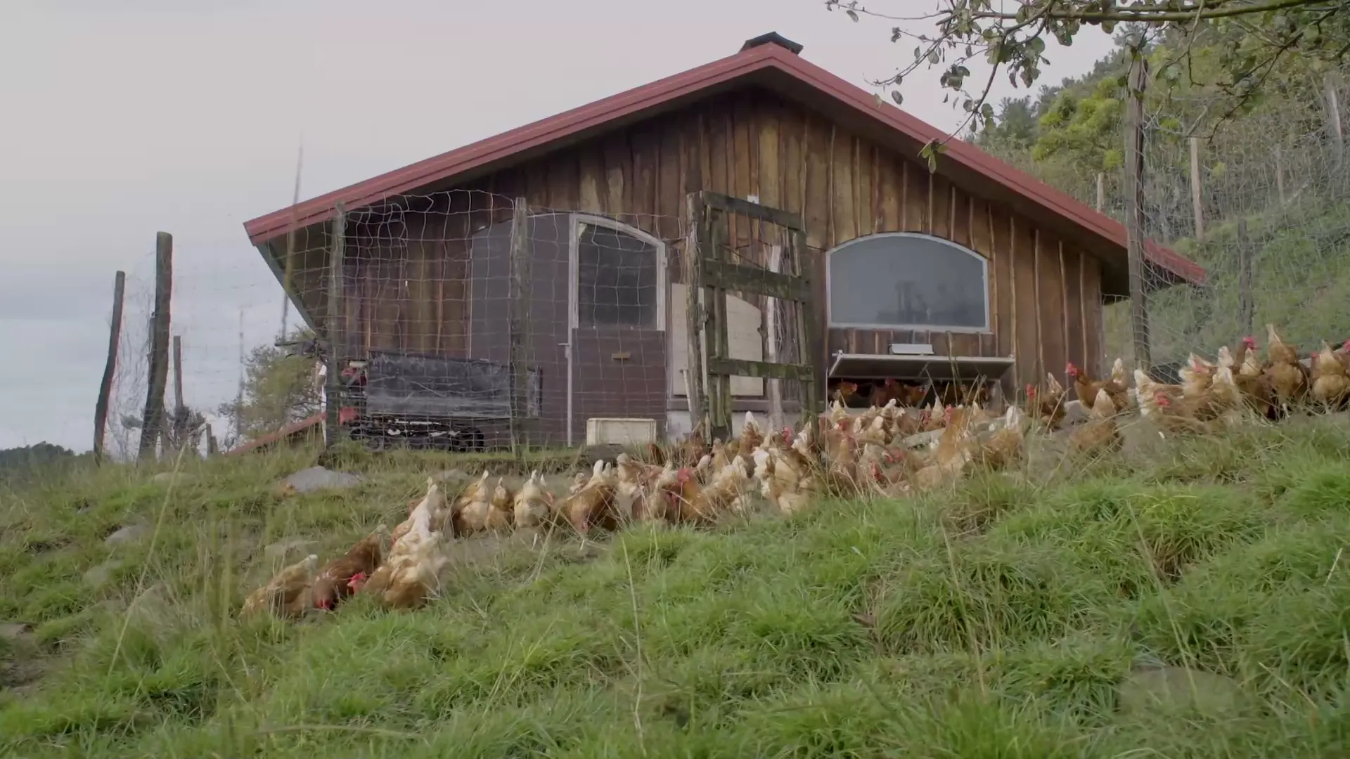 Huevos de gallinas camperas
