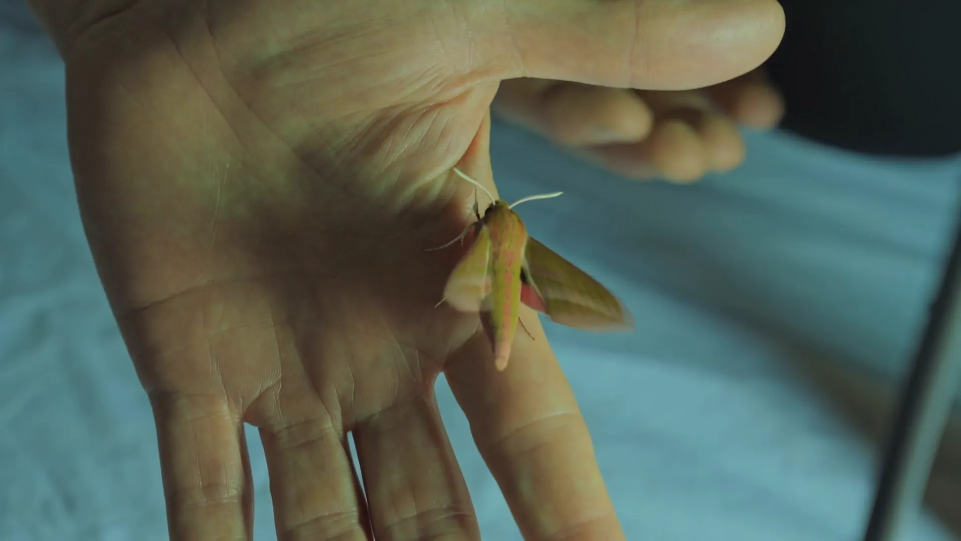 El vuelo de las mariposas nocturnas