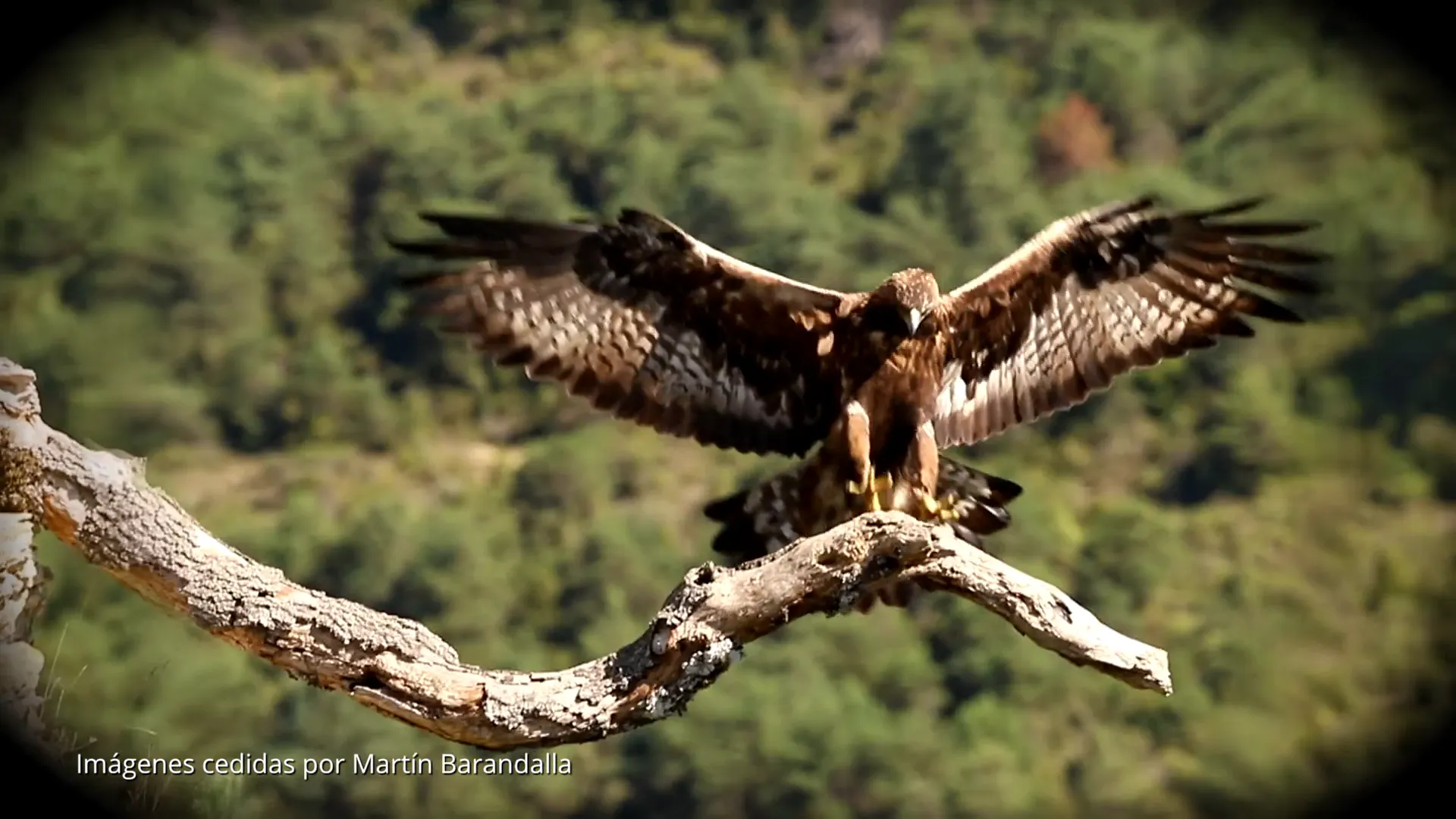 El águila real​​