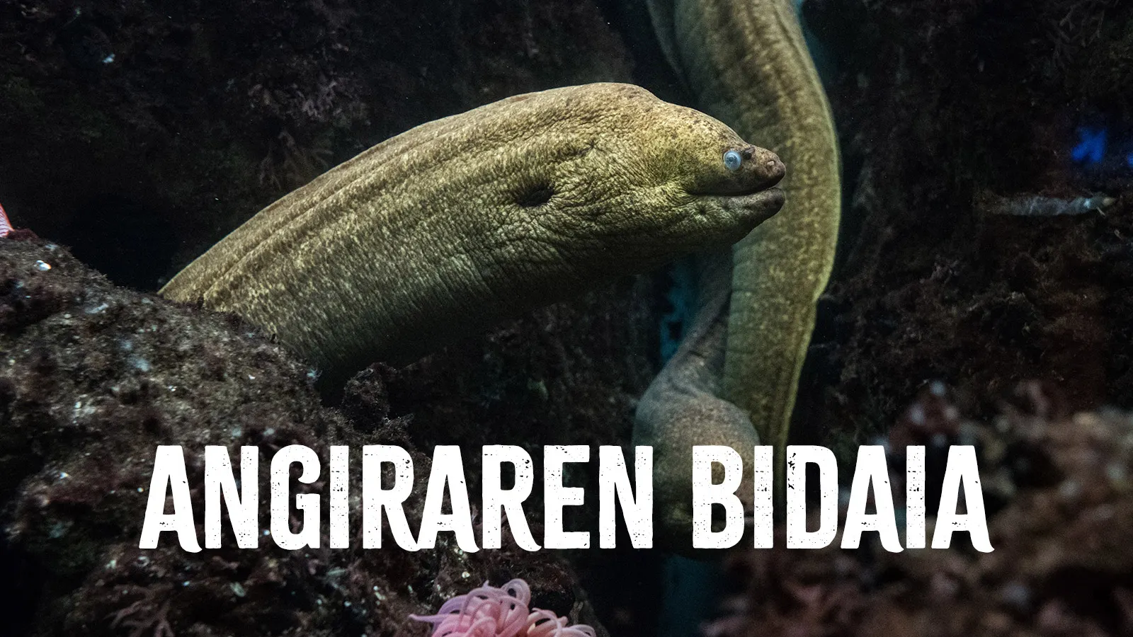 Aingiraren Bidaia