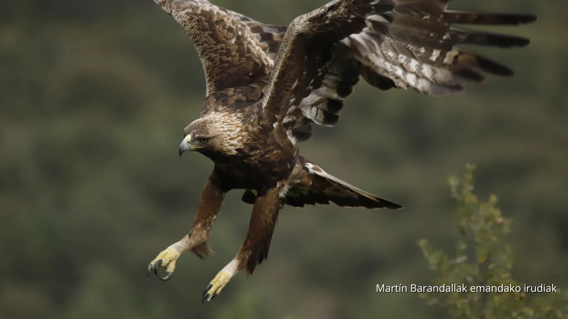 El águila real​​