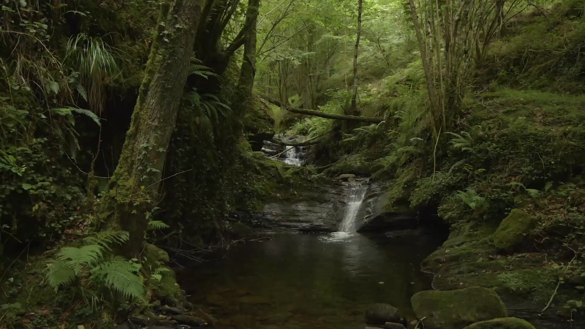 8. Agua dulce: Manantiales de vida