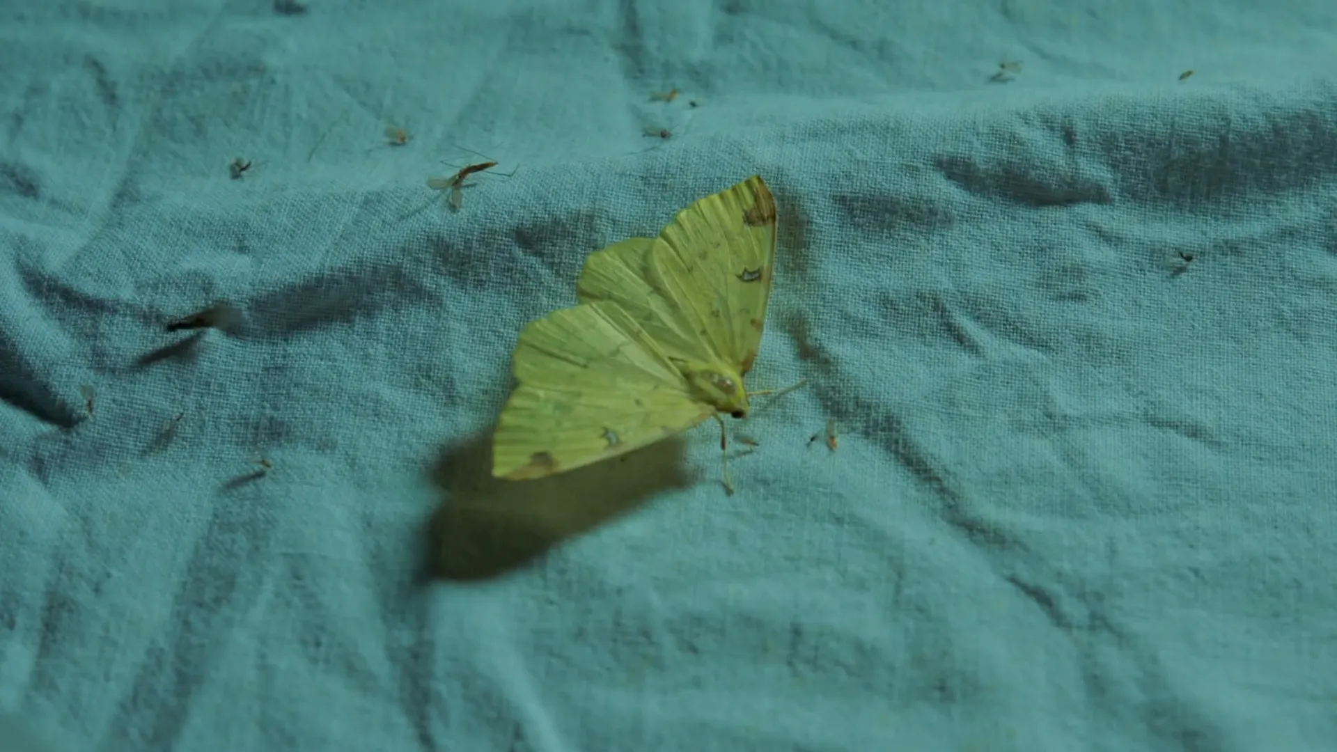 El vuelo de las mariposas nocturnas
