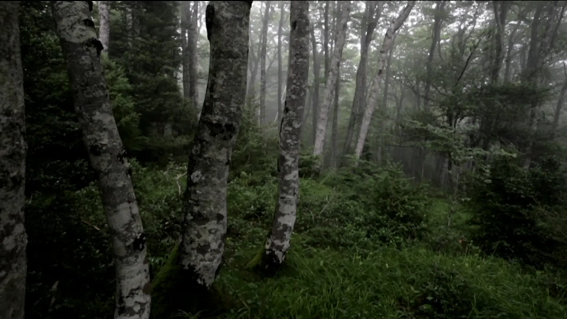 T1: 3. El bosque mágico