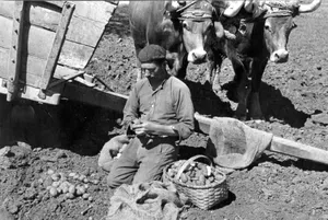 La patata, la joya de Alava